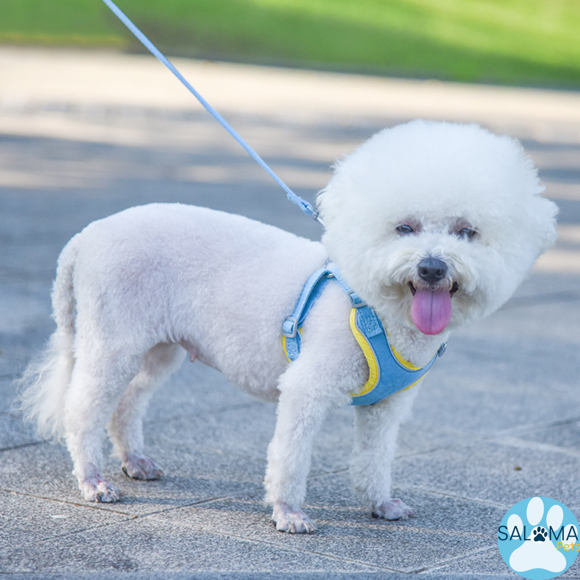 Arnés Cómfort Ajustable con Correa