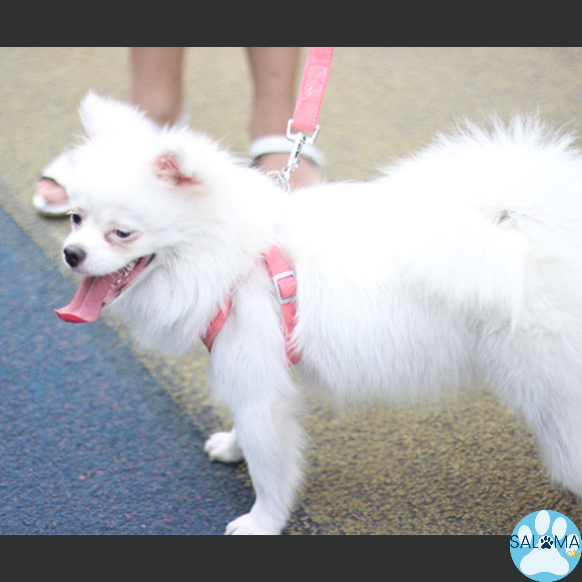 Arnés UltraComfort para Mascotas de alta calidad