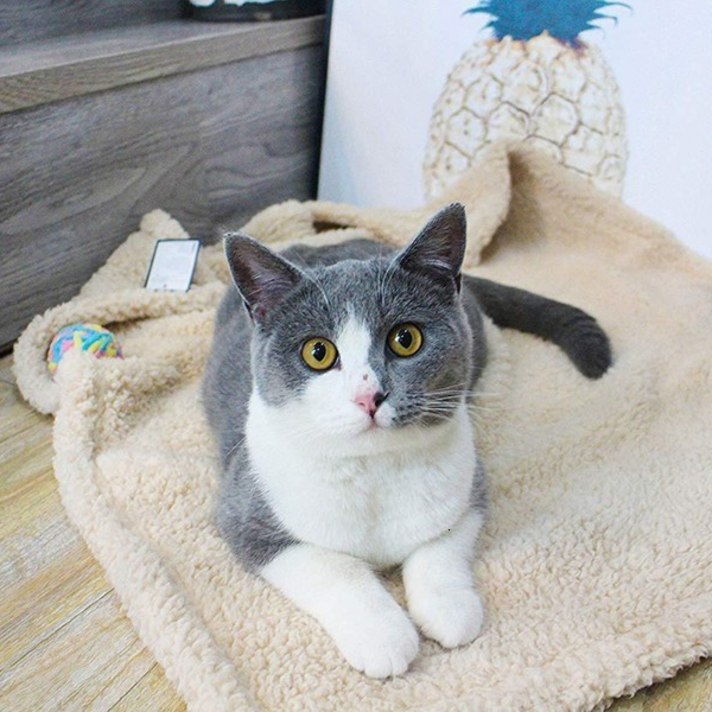 Manta  de Peluche para Perros y Gatos