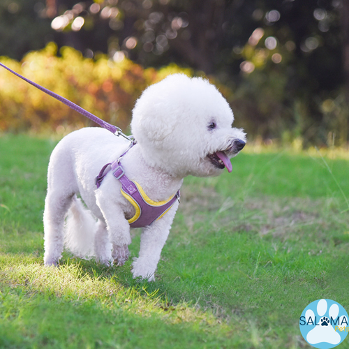 Arnés Cómfort Ajustable con Correa