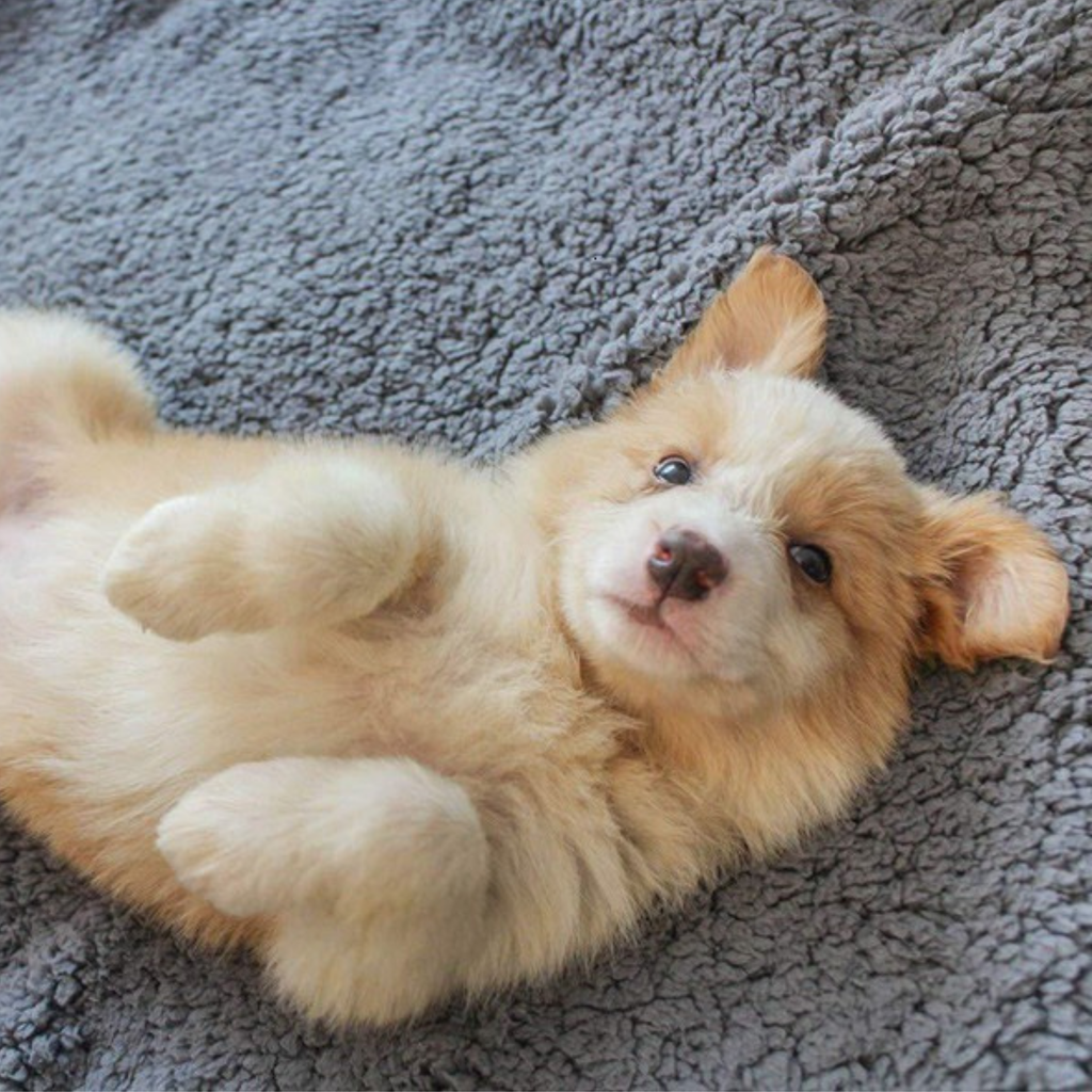 Manta  de Peluche para Perros y Gatos