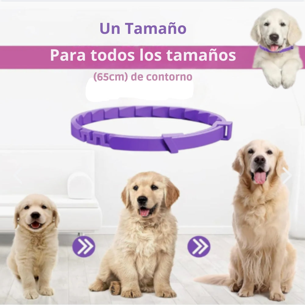 PetZen™ Collar kit 3