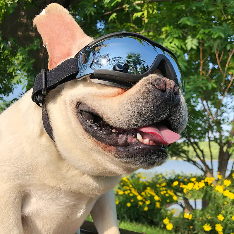 Gafas de sol Aprueba de viento para Mascotas